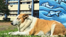 Conheça Silveira, cachorro 'reitor' da UFSM que viralizou nas redes