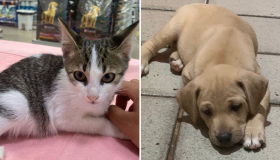 Shopping em Olinda realiza evento de adoção de animais neste sábado (24)