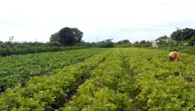 Capacitação sobre educação financeira é levada ao campo pelo Programa Empreendedorismo Rural