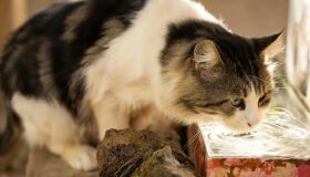 Maio Amarelo: é preciso ficar atento ao consumo de água do pet para evitar doenças renais