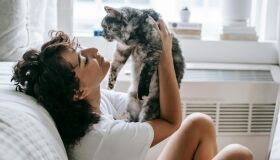 Mais atenção, mais dependência: estudo identifica mudanças em gatos no pós-pandemia