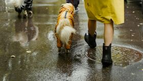Chuvas: como proteger os pets dos riscos?