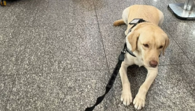 Cão Teddy, labrador que auxilia criança com autismo, consegue embarcar para Portugal