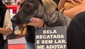 Evento promove adoção responsável de cães e gatos em galeria na Zona Oeste do Recife