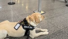 Voo é cancelado após empresa não cumprir liminar para transportar cachorro