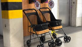 Shopping oferece carrinhos de passeio para pets em Jaboatão dos Guararapes