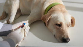 Petz passa a vender planos de saúde para animais na internet