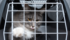 Voar com seu cãozinho ou gatinho ao lado é possível! Saiba mais sobre as regras