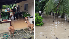 Abrigo de animais é atingido por enchentes em Igarassu; um cachorro morreu