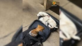 Casal é preso por maus-tratos ao transportar dois cães amarrados em malas na Rodoviária de Brasília