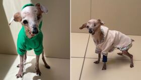 Morre Pingo, o "cachorro fóssil" de 21 anos que viralizou nas redes sociais