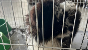 Loja é notificada por vender cães e aves de forma ilegal em Petrolina, no Sertão de Pernambuco