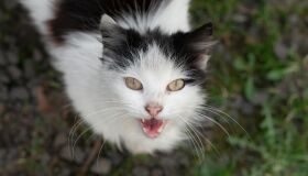 Limites: seu pet nem sempre quer fazer o que você quer e é preciso respeitar isso