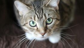 Grupo oferecia R$ 50 por sangue de gatos de rua no interior de São Paulo