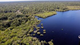 COP 30. A delicadeza da floresta