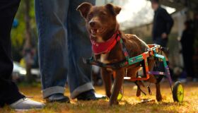 Inteligência artificial ajuda tutores com dúvidas sobre pets com deficiência