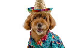 Shopping na Zona Norte do Recife realiza festa junina gratuita para cães; veja detalhes