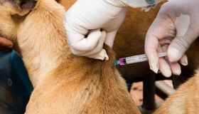 Faculdade no Recife promove vacinação antirrábica gratuita para cães e gatos neste sábado (7)