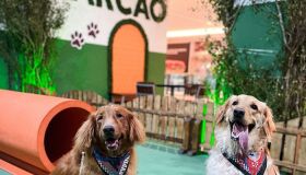 Shopping promove "Cãodrilha" com programação junina para cães em Olinda