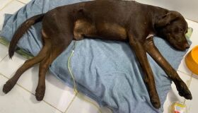Assustado com fogos, cachorro pula do viaduto da Caxangá e fratura coluna