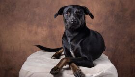 Legado mantido: Abrigo de Seu Alberto realiza primeiro evento de adoção após morte de seu fundador