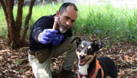 Cachorra 'vira-lata' se torna perita da Polícia Científica de São Paulo