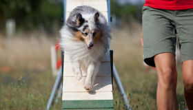 Obesidade pet: tutores usam a alimentação para resolver tristeza, tédio e solidão dos animais