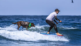 Cadela brasileira vence Mundial de Surf Dog na Califórnia