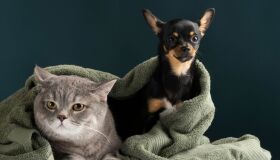 Olinda promove feira de adoção de animais neste sábado (9)