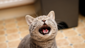 Gatos miam, quase exclusivamente, para se comunicar com pessoas