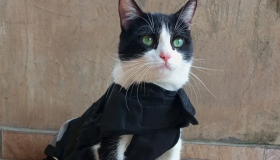 Concurso elege "Gato SRD Mais Bonito do Brasil"