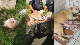 Recife: cadela abandonada é resgatada por policiais rodoviários na BR-101