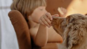 Dia Mundial do Cachorro: o melhor amigo do homem pensa como uma criança de 2 anos