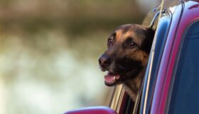 Projeto visa proibir pets desacompanhados no interior de veículos em Pernambuco