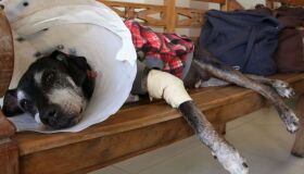 Câmara aprova projeto que tipifica exercício ilegal da veterinária