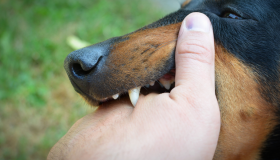 Raiva: vírus pode parecer controlado, mas não deve ser subestimado