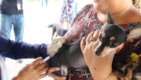 Recife inicia campanha anual de vacinação antirrábica para cães e gatos
