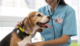 Faculdade promove evento gratuito em alusão ao Dia do Médico Veterinário nesta quarta-feira (10)