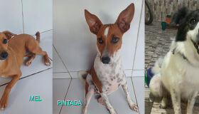 Shopping em Olinda promove evento de adoção de cães e gatos neste sábado (6)