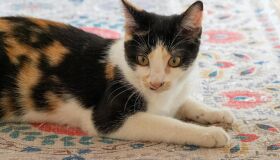 Estresse Felino: como proteger o bem-estar dos gatos? 