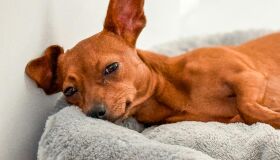 Diabetes em cães e gatos: o diagnóstico tem se tornado mais comum em clínicas veterinárias