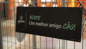 Abrigo Pegadas de Anjo realiza feira de adoção de cães e gatos no próximo dia 20