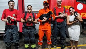 Agreste: cinco cães filhotes são resgatados por bombeiros durante incêndio em residência