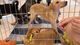 ONG Abrigo Pegadas de Anjo realiza evento de adoção de pets na Torre, Zona Norte do Recife