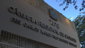 Gato morre após receber alta prematura em Gravatá, no Agreste; clínica veterinária é condenada