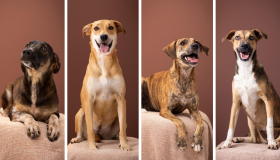 Abrigo de Seu Alberto realiza evento de adoção de cães neste sábado (25)