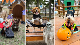Shoppings da RMR promovem festas de Halloween para cães; veja as opções