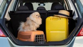 Vai viajar no Dia das Crianças? Confira dicas de destinos e segurança para levar seu pet