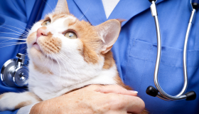 Febre pode ser sinal de alerta nos pets: saiba como identificar alterações no animal