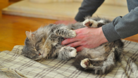 Câncer de mama também atinge pets; saiba como identificar precocemente